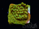 WYSIWYG RAH Montipora Passion Fruit 11J7