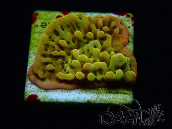 WYSIWYG RAH Montipora Passion Fruit