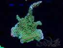 WYSIWYG Montipora hispida Hulk