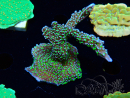 WYSIWYG Montipora hispida Hulk 11K2