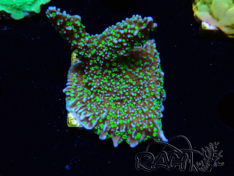 WYSIWYG Montipora hispida Hulk