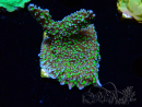 WYSIWYG Montipora hispida Hulk 11K3