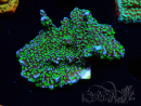 WYSIWYG Montipora hispida Hulk