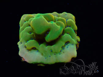 WYSIWYG RAH Montipora Orange Punch