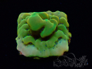 WYSIWYG RAH Montipora Orange Punch