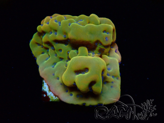 WYSIWYG RAH Montipora Orange Punch