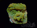 WYSIWYG RAH Montipora Orange Punch
