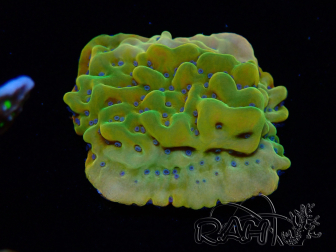 WYSIWYG RAH Montipora Orange Punch