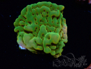 WYSIWYG RAH Montipora Orange Punch 11K8