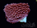 WYSIWYG JF Mean Streak Montipora