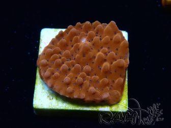 WYSIWYG RAH Montipora Princess Peach