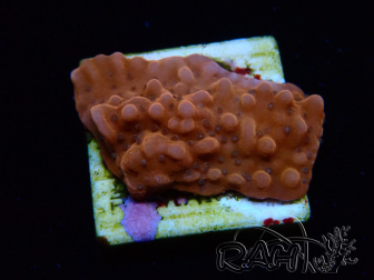 WYSIWYG RAH Montipora Princess Peach 11M2