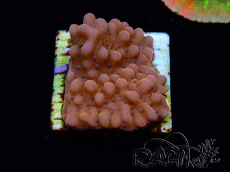 WYSIWYG RAH Montipora Princess Peach 11M4