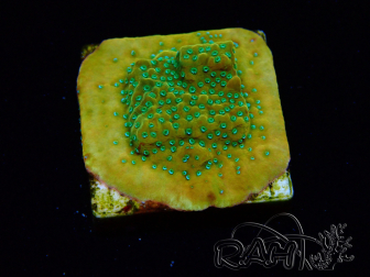WYSIWYG RAH Montipora Acid Orange
