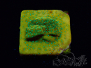 WYSIWYG RAH Montipora Ácido Naranja