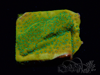 WYSIWYG RAH Montipora Acid Orange