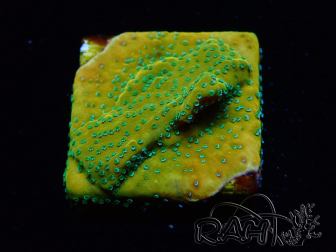 WYSIWYG RAH Montipora Acid Orange