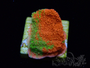 WYSIWYG WWC Sunfire GRAFTED Montipora plateau