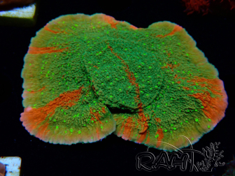 WYSIWYG WWC Sunfire GRAFTED Montipora-Plateau
