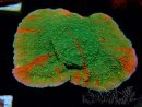 WYSIWYG WWC Sunfire GRAFTED Montipora plateau 11N6