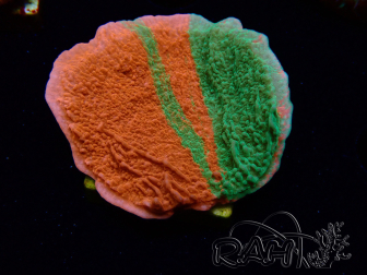 WYSIWYG Montipora plateau INNESTATO ULTRA
