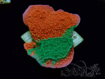 WYSIWYG Montipora plateau INNESTATO ULTRA