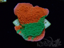 WYSIWYG Montipora plateau INNESTATO ULTRA