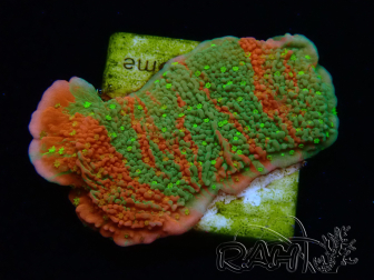 WYSIWYG WWC Sunfire GRAFTED Montipora plateau 11N7