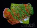 WYSIWYG WWC Sunfire GRAFTED Montipora plateau