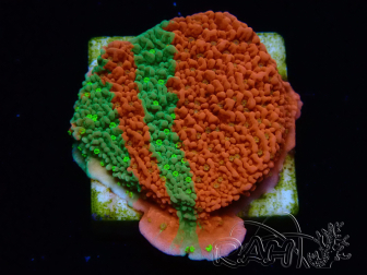 WYSIWYG WWC Sunfire GRAFTED Montipora plateau