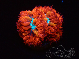 WYSIWYG - RAH Blastomussa merleti Fire and Ice