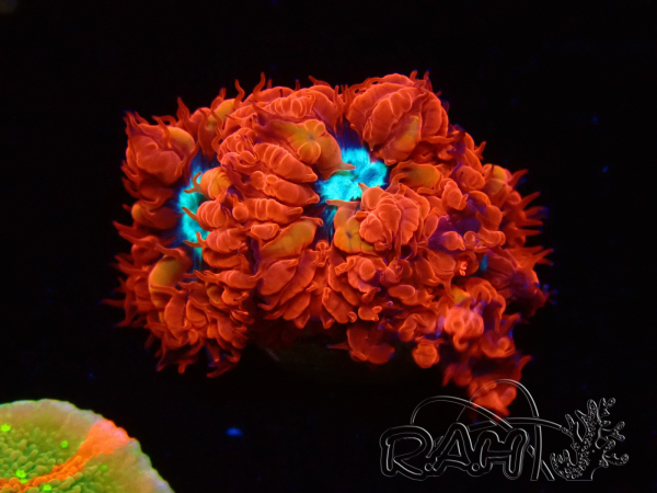 WYSIWYG - RAH Blastomussa merleti Fire and Ice
