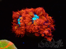 WYSIWYG - RAH Blastomussa merleti Fire and Ice