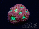 WYSIWYG - RAH Blastomussa merleti Merlot