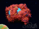 WYSIWYG - RAH Blastomussa merleti Fire and Ice