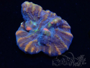 WYSIWYG - RAH Pectinia Pulsar 1