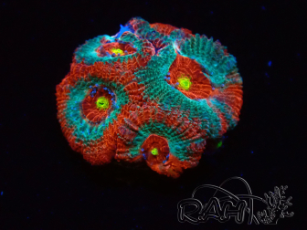 WYSIWYG - RAH Micromussa Dragon's Eye