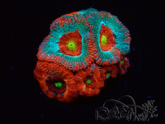 WYSIWYG - RAH Micromussa Dragon's Eye C3