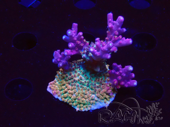 WYSIWYG- RAH Acropora Prinzessin