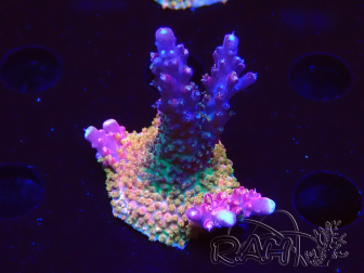 WYSIWYG- RAH Acropora Princesa