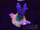 WYSIWYG- RAH Acropora Princess