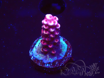WYSIWYG MH Acropora Red Robin 5A6