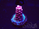 WYSIWYG MH Acropora Red Robin