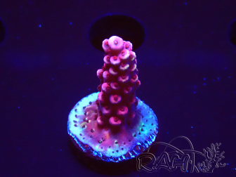 WYSIWYG MH Acropora Red Robin 5A7