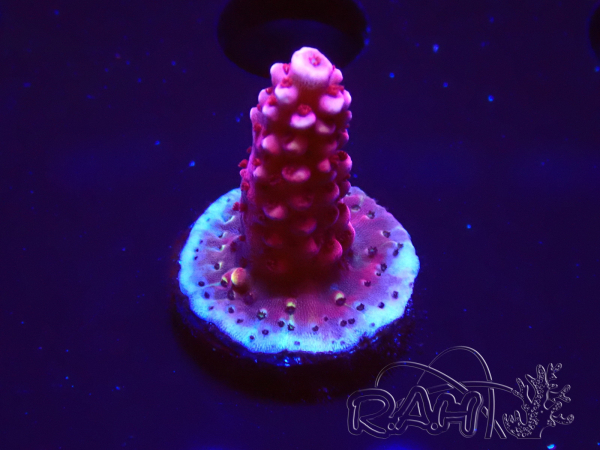 WYSIWYG MH Acropora Red Robin