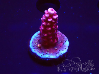 WYSIWYG MH Acropora Red Robin 5A8