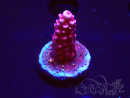 WYSIWYG MH Acropora Red Robin