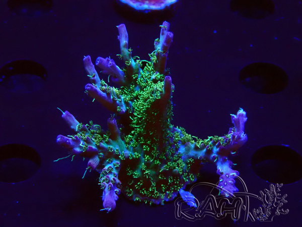WYSIWYG- RAH Acropora Purple Haze