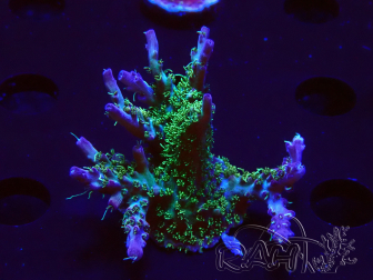 WYSIWYG- RAH Acropora Purple Haze