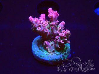 WYSIWYG RAH Acropora hyacinthus Pink Planet 5B9